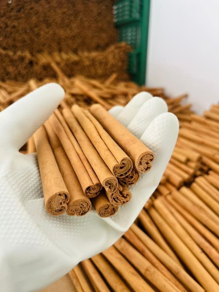 Thin, pale Alba grade Ceylon cinnamon quills held in a gloved hand over bulk quills