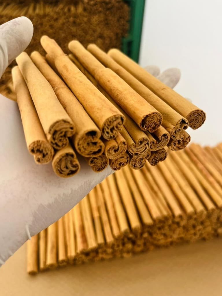 C4 grade Ceylon cinnamon quills held in a gloved hand with bulk quills behind